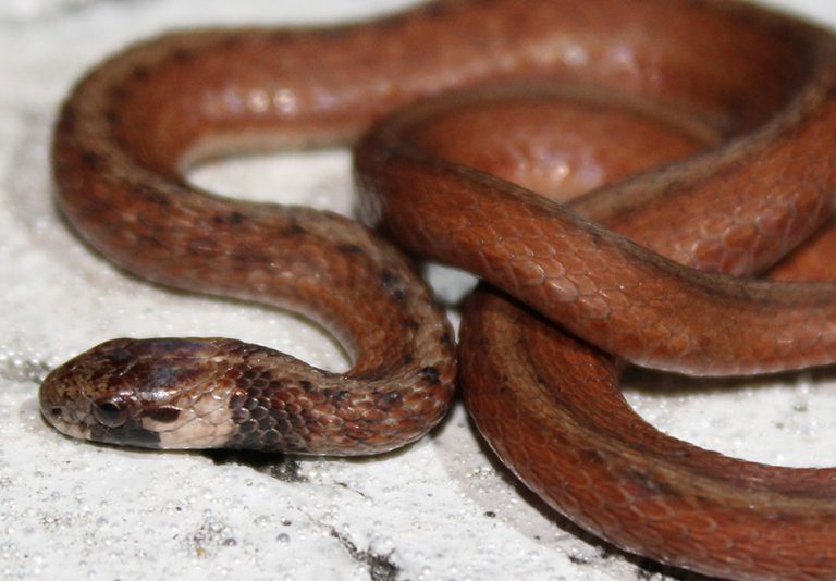 Southeastern Crowned Snake – Florida Snake ID Guide