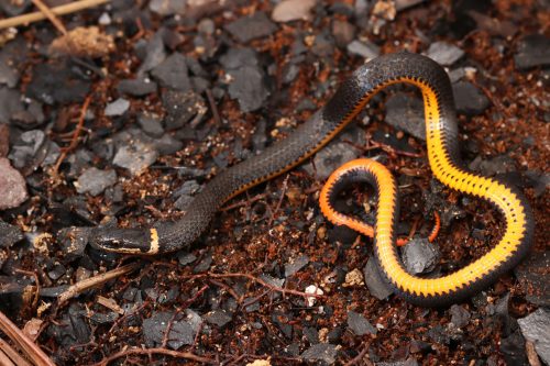 Ring-necked Snake – Florida Snake ID Guide