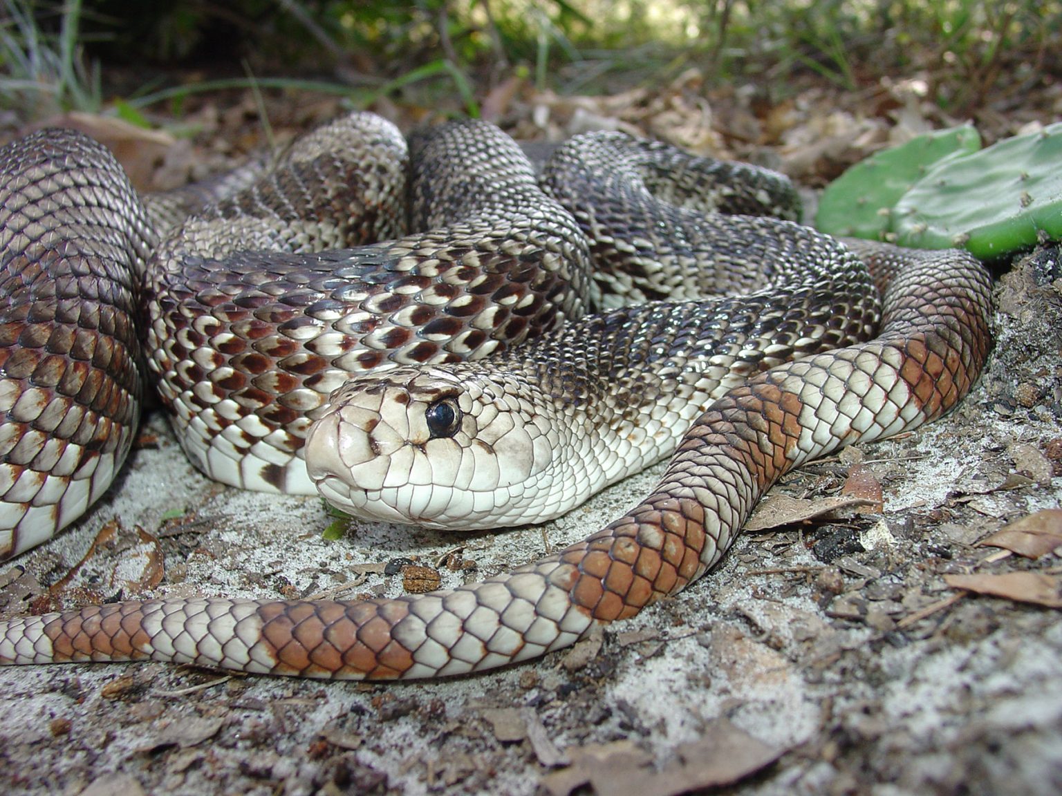 Eastern Pinesnake – Florida Snake ID Guide