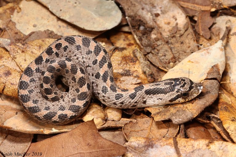 Southern Hog-nosed Snake – Florida Snake ID Guide