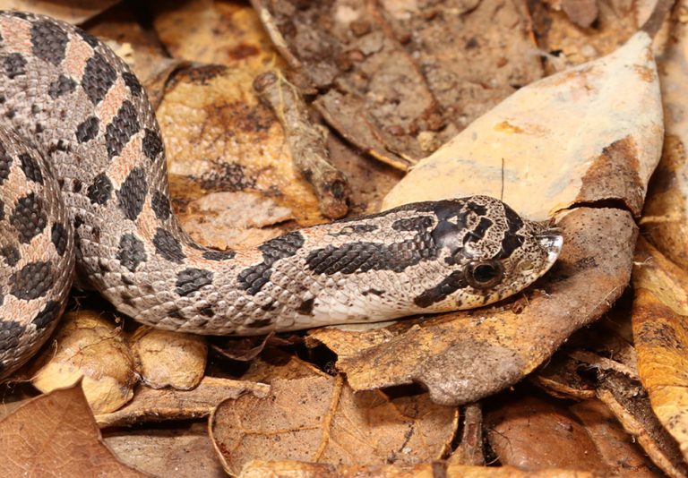 Eastern Hog-nosed Snake – Florida Snake ID Guide