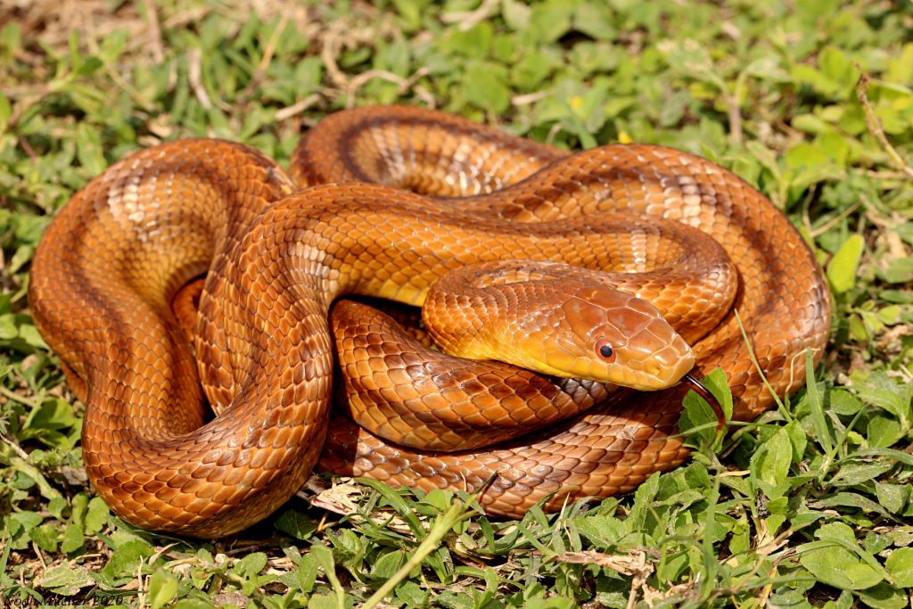 Eastern Ratsnake Florida Snake ID Guide