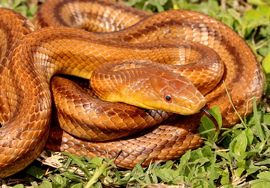 coiled snake showing black and red tongue