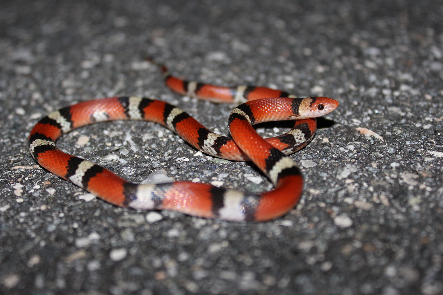 Scarletsnake – Florida Snake ID Guide