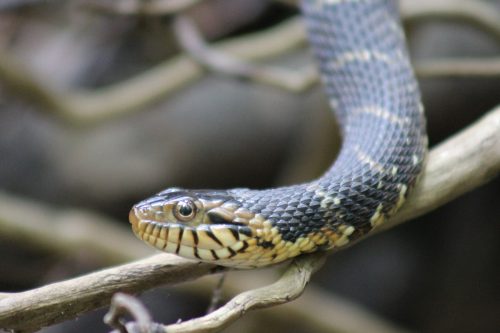 Southern Watersnake – Florida Snake ID Guide