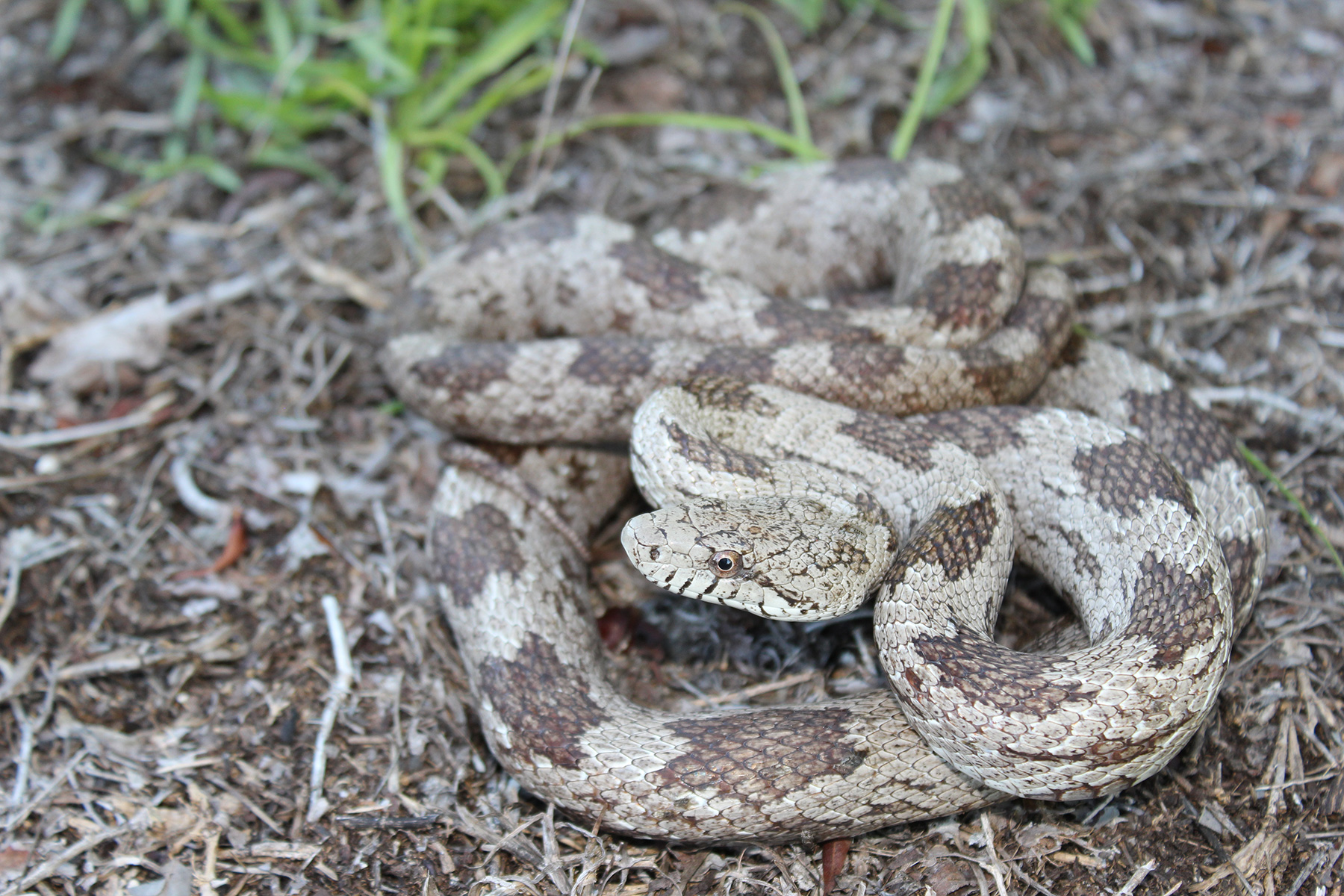 identifying baby snakes in alabama
