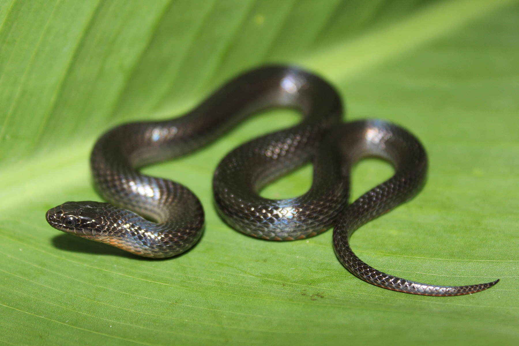 Black Swampsnake Florida Snake ID Guide