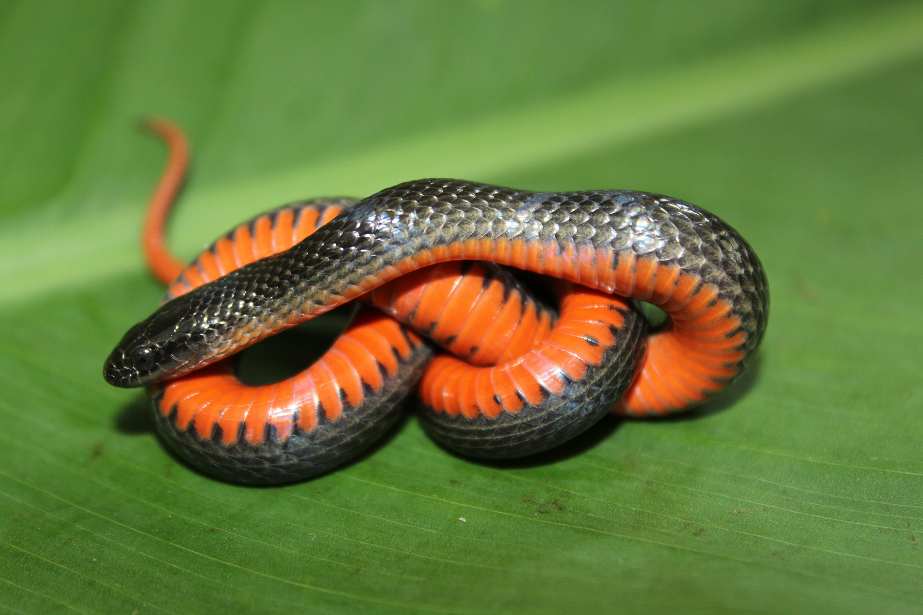 Black Swampsnake Florida Snake ID Guide