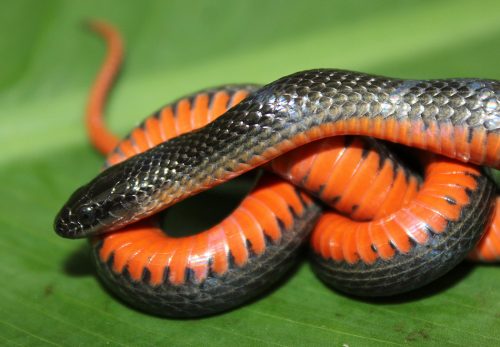 Black Swampsnake – Florida Snake ID Guide