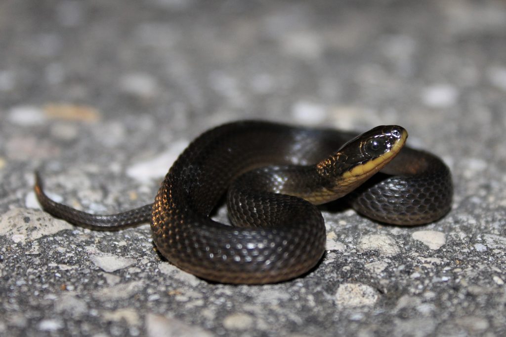 Glossy Swampsnake Florida Snake ID Guide