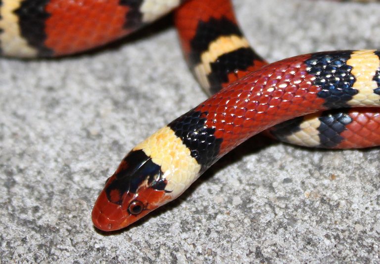 Harlequin Coralsnake – Florida Snake ID Guide