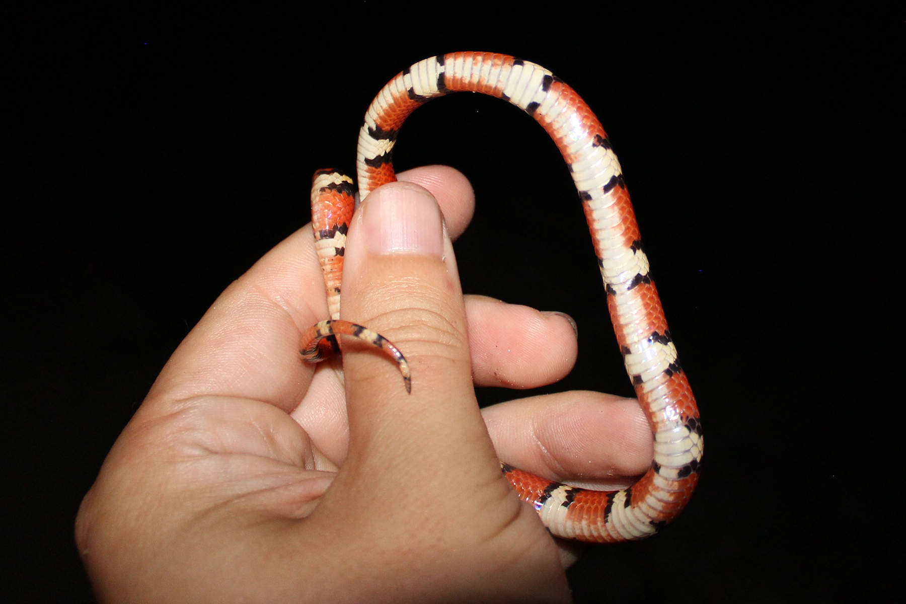 scarlet king snake belly