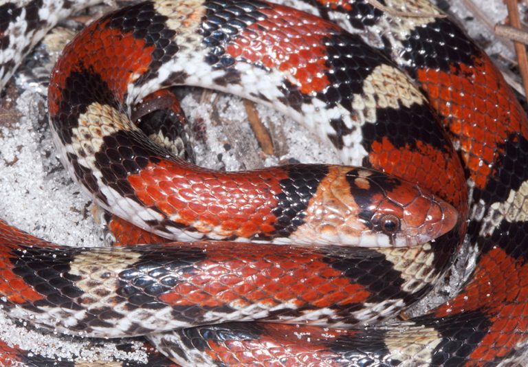 Harlequin Coralsnake – Florida Snake ID Guide