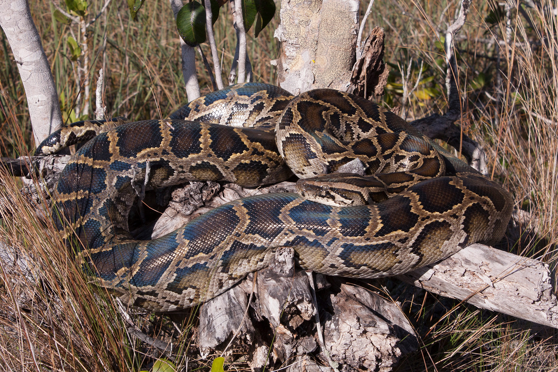 Burmese Python – Florida Snake ID Guide