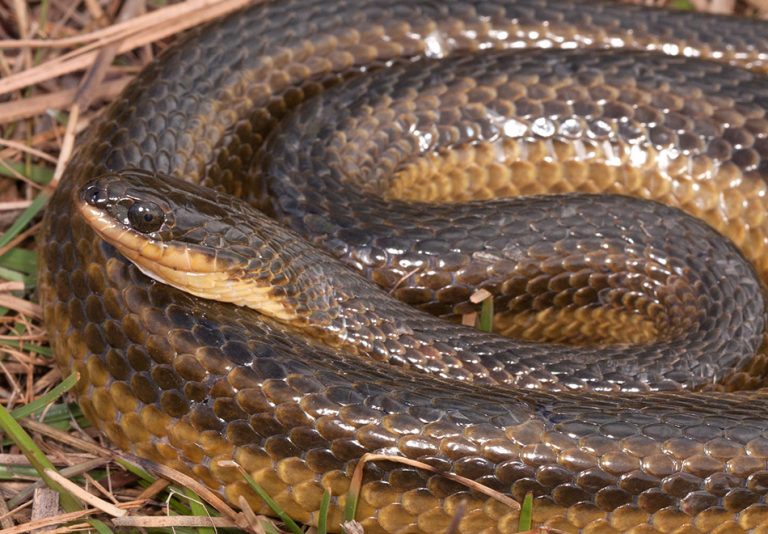 Glossy Swampsnake – Florida Snake ID Guide