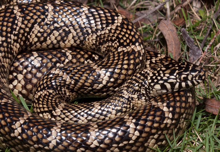 Eastern Kingsnake – Florida Snake ID Guide