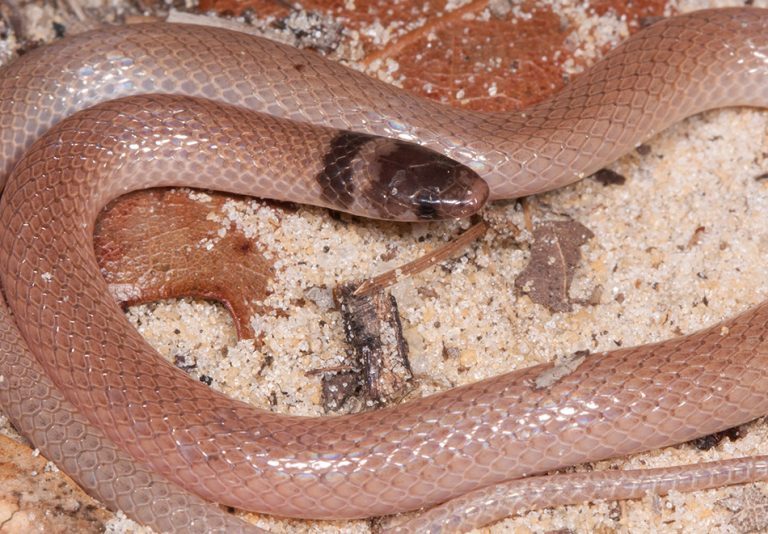 Rough Earthsnake – Florida Snake ID Guide