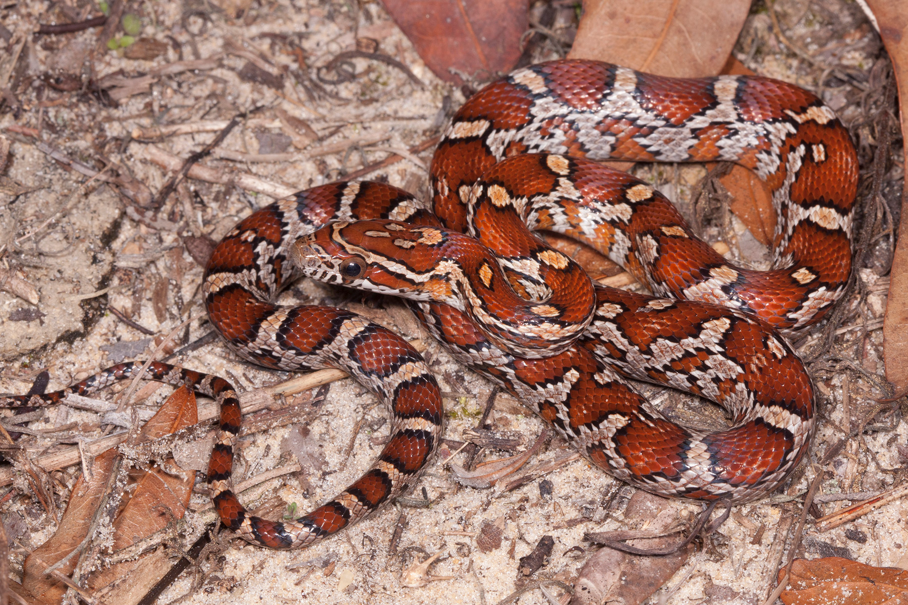 baby corn snake colors