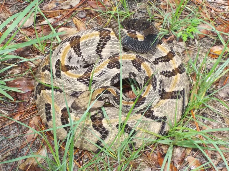 Timber Rattlesnake – Florida Snake ID Guide