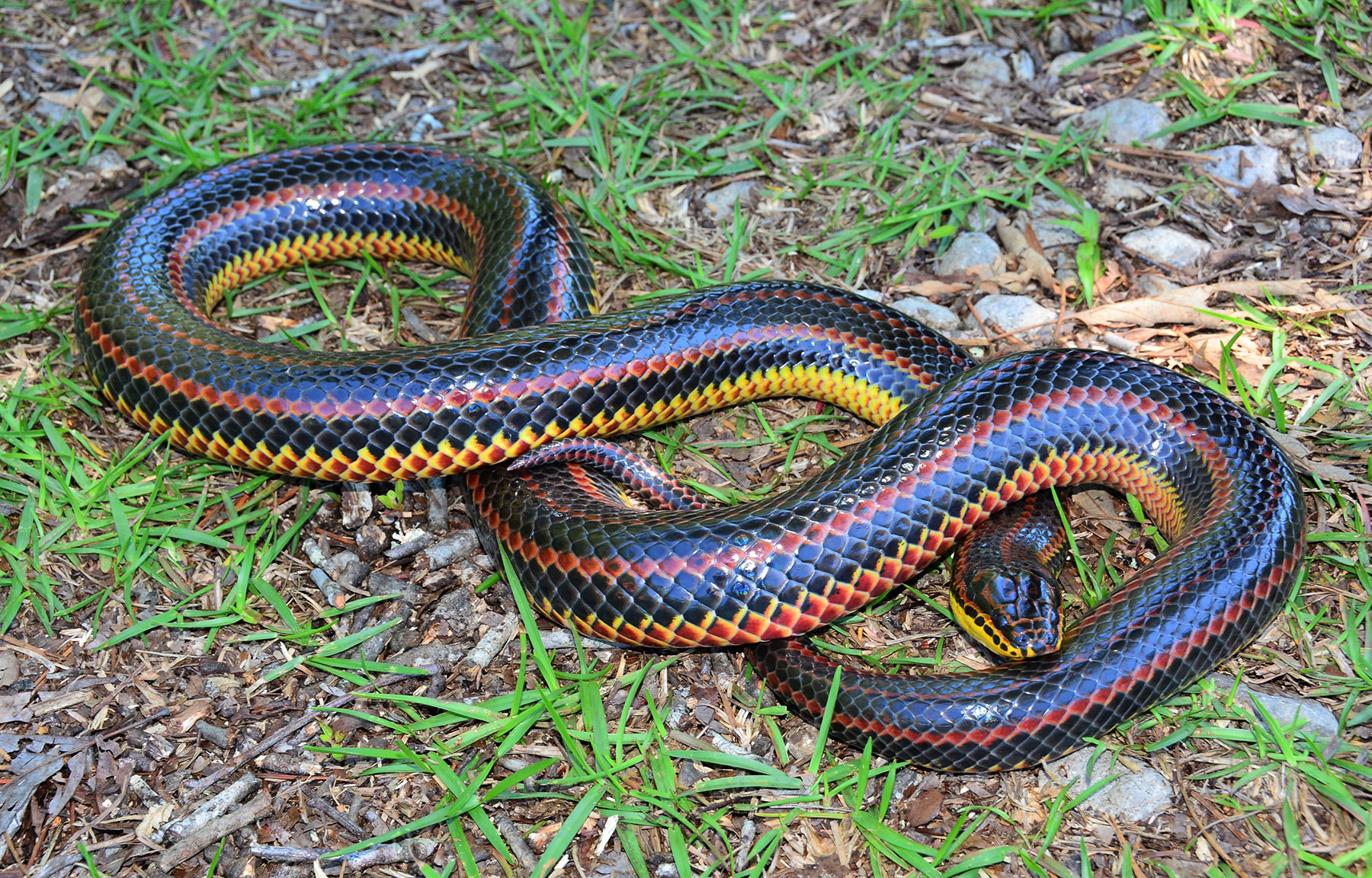 real rainbow snake