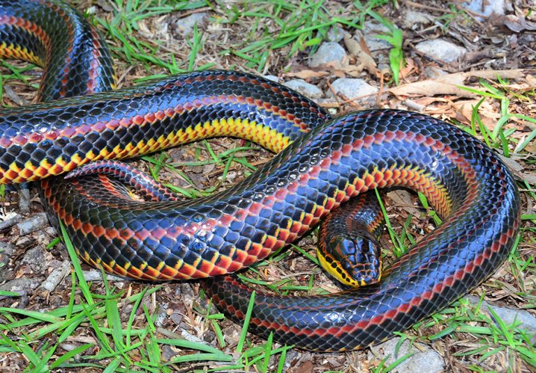 Red-bellied Mudsnake – Florida Snake ID Guide