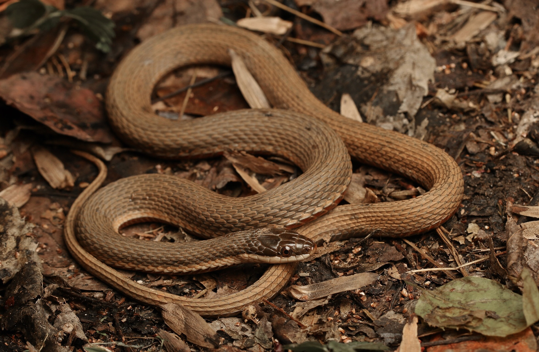 Queensnake – Florida Snake ID Guide