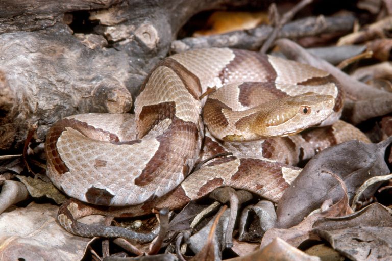 Eastern Copperhead – Florida Snake ID Guide