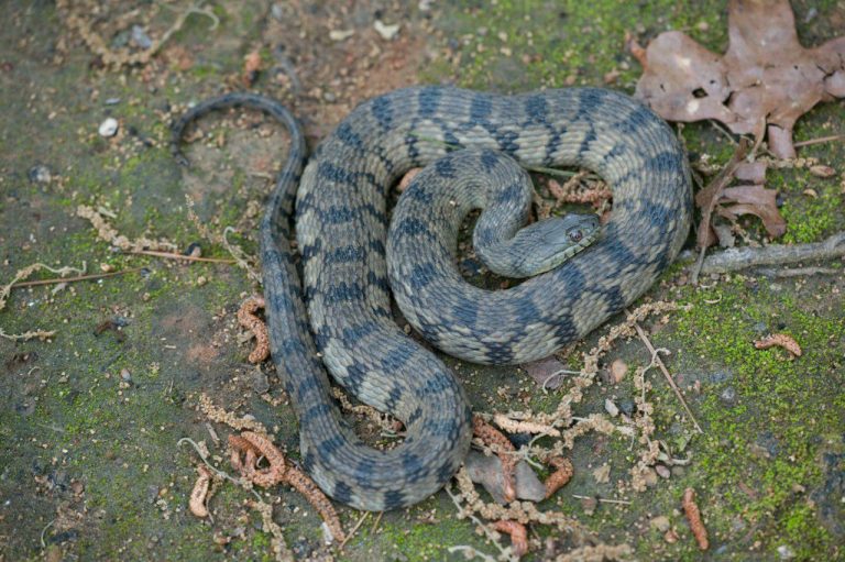 Diamondbacked Watersnake Florida Snake ID Guide