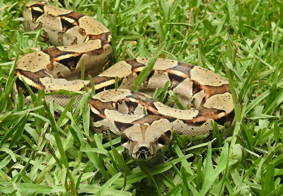 Boa Constrictor – Florida Snake ID Guide