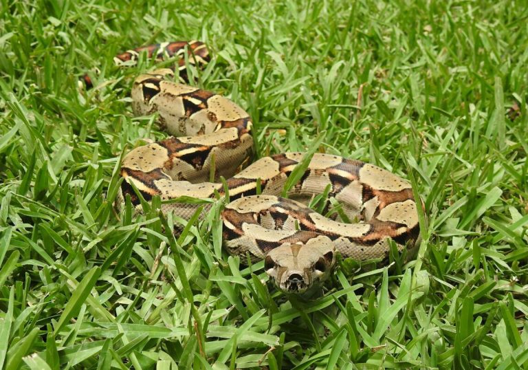 boa-constrictor-florida-snake-id-guide