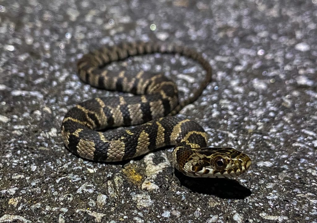 Midland Watersnake – Florida Snake ID Guide