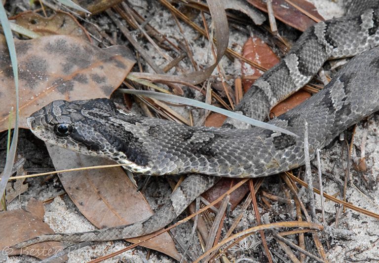 Dusky Pygmy Rattlesnake – Florida Snake ID Guide