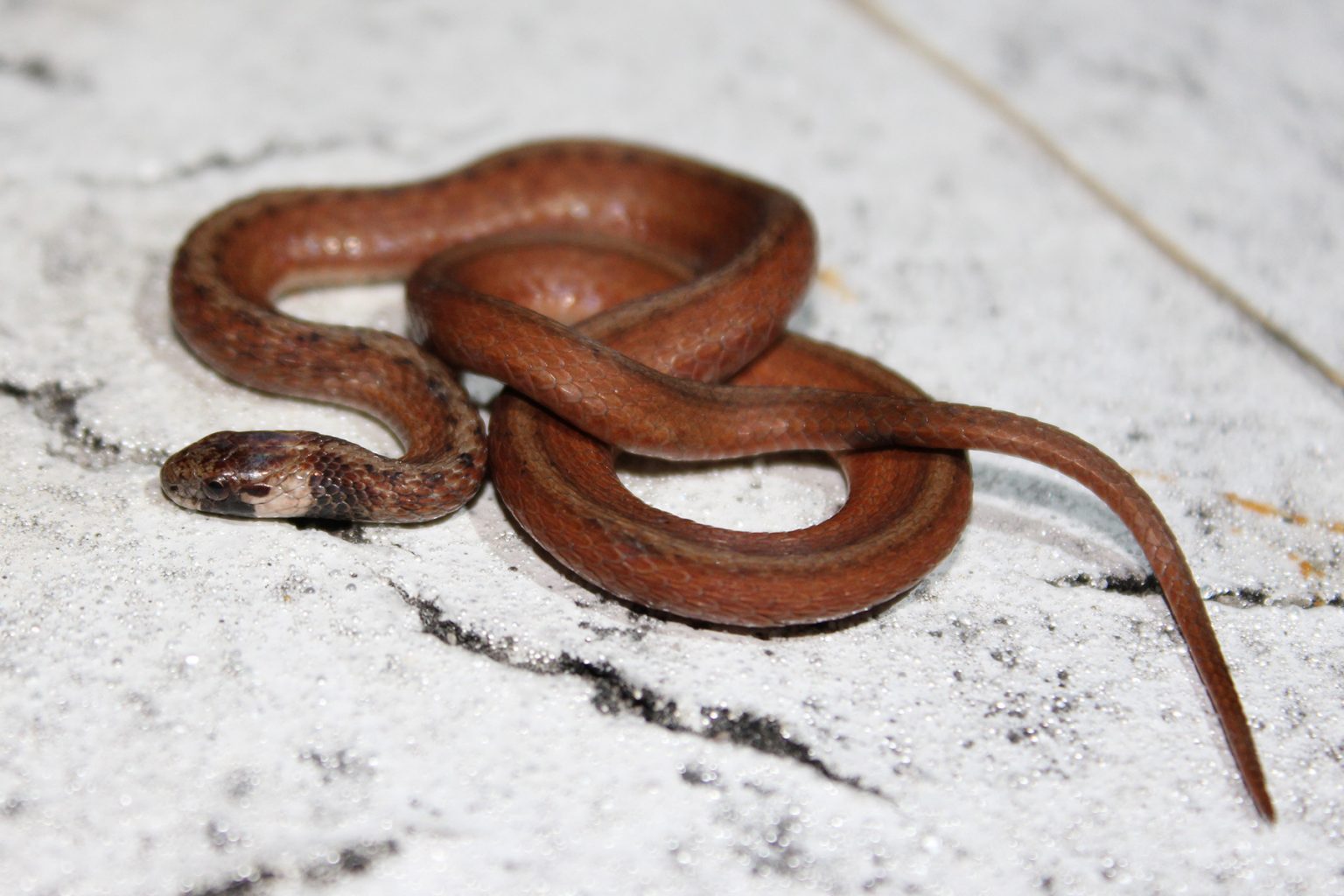 Florida Brownsnake – Florida Snake ID Guide