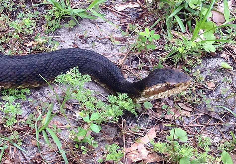 Florida Cottonmouth Florida Snake Id Guide
