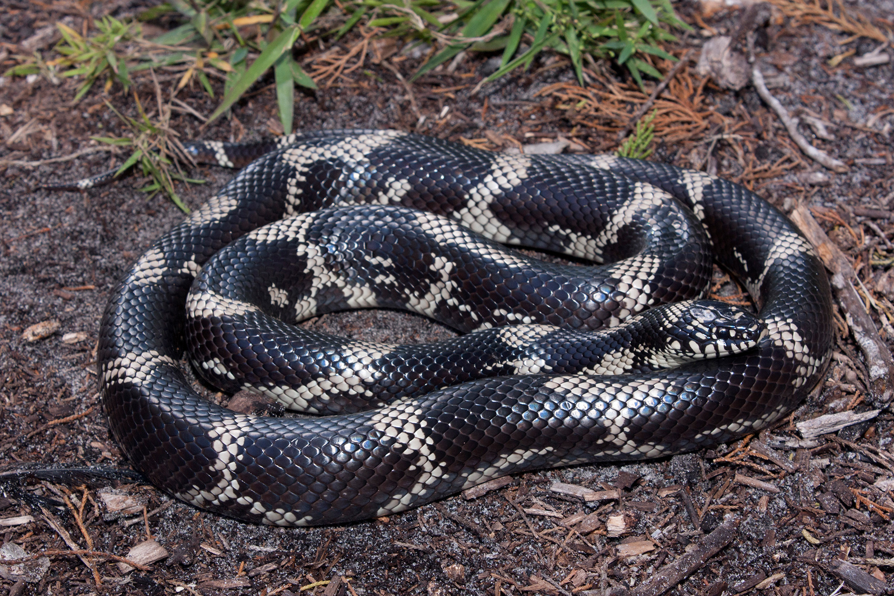 Eastern Kingsnake Florida Snake ID Guide