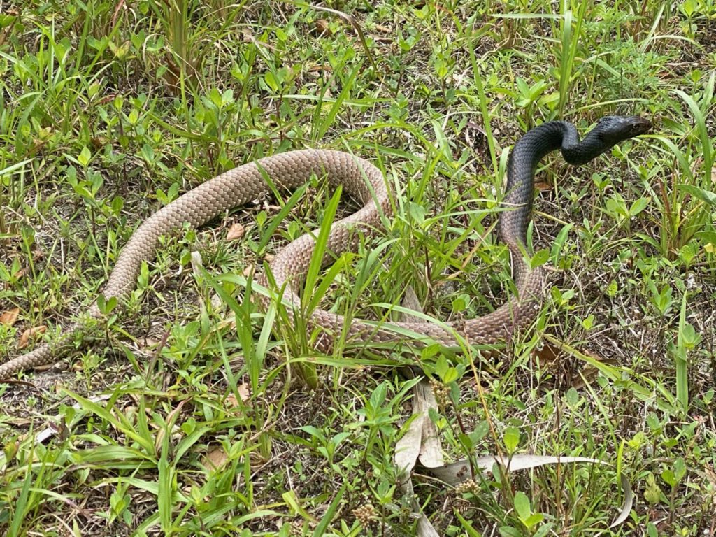 long snake with tan body and black head
