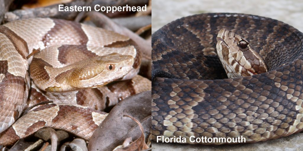 Side by side comparison of Eastern Copperhead and Florida Coppermouth