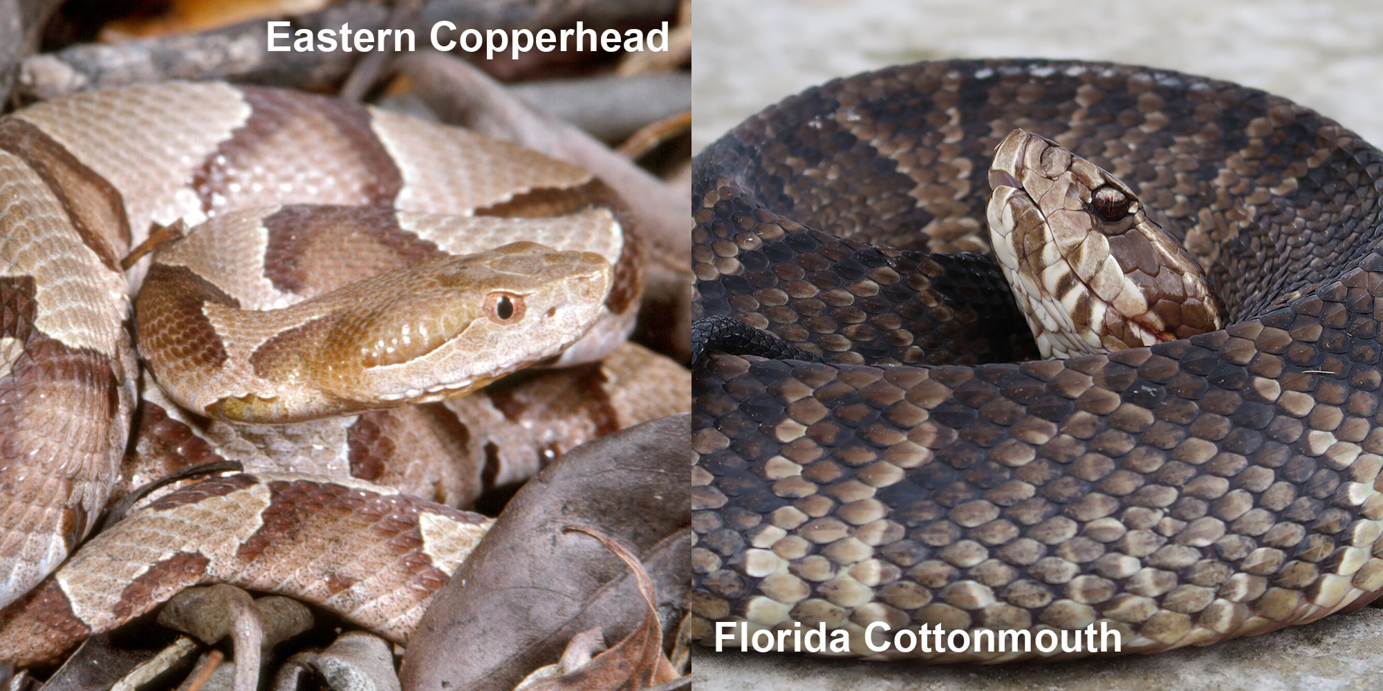 Florida Cottonmouth – Florida Snake ID Guide