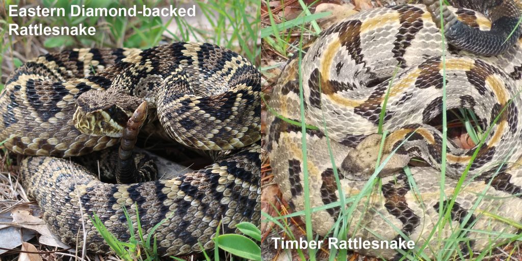 Side by side comparison of Eastern Diamond-backed rattlesnake and Timber rattlesnake