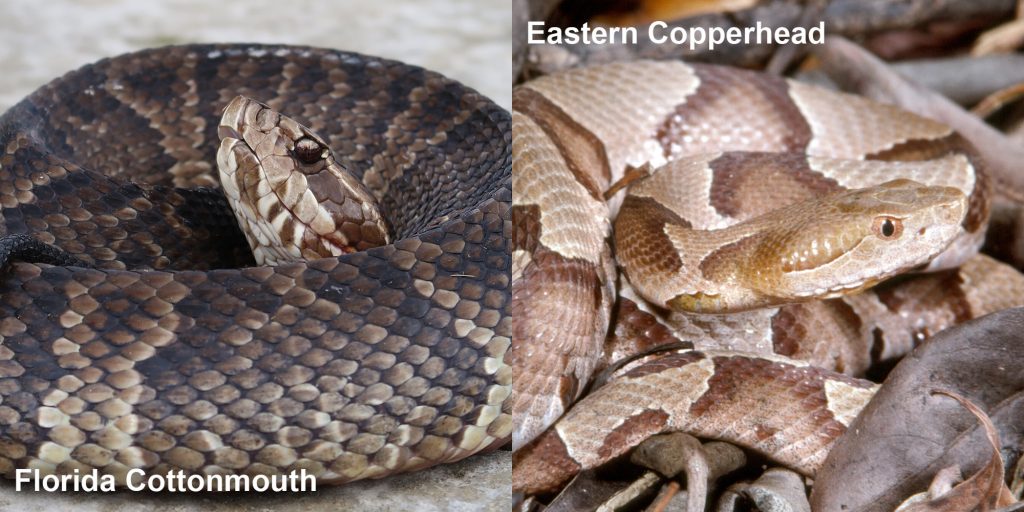 Side by side comparison of Florida Cottonmouth and Eastern copperhead