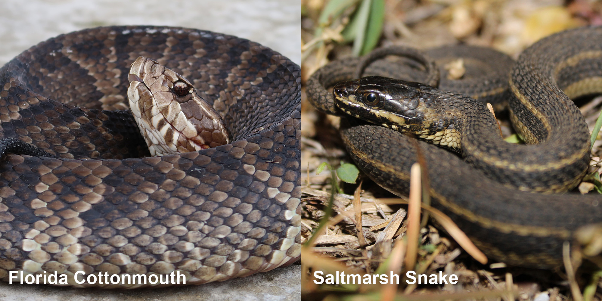 Saltmarsh Snake – Florida Snake ID Guide