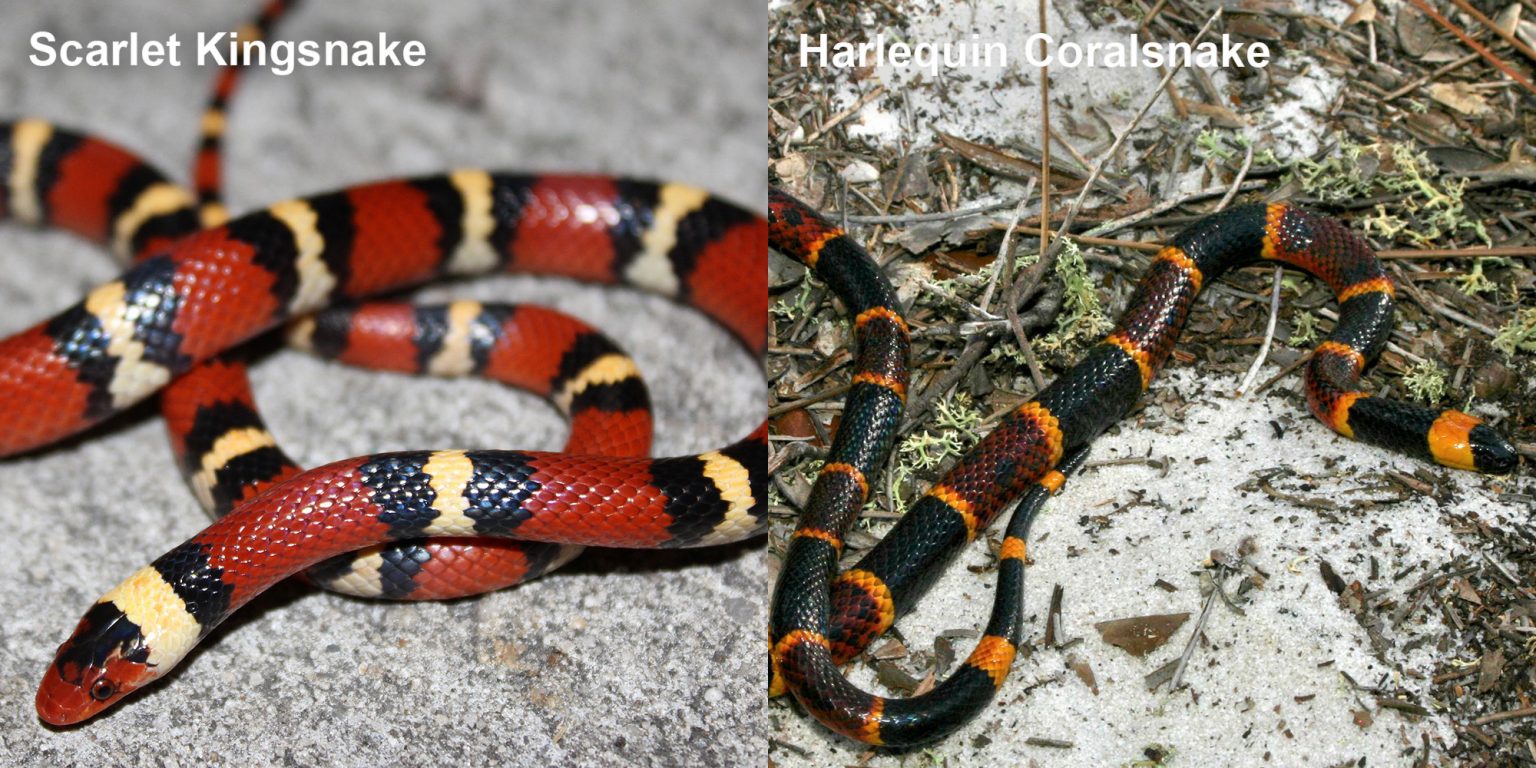 Harlequin Coralsnake – Florida Snake ID Guide