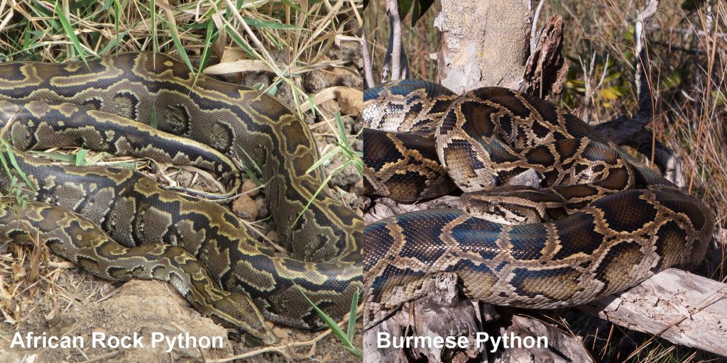 two images side by side - Image 1: African Rock Pythons - large snake with pattern. Image 2: Burmese Python - large snake coiled on a tree stump