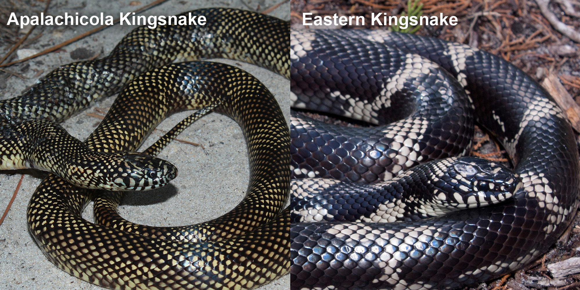 Eastern Kingsnake – Florida Snake ID Guide