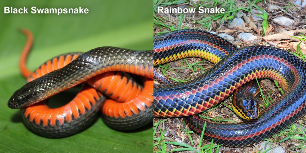 two images side by side - Image 1: Black Swampsnake small black snake with an orange belly. Image 2: Rainbow Snake - long fat snake with black red and yellow stripes.