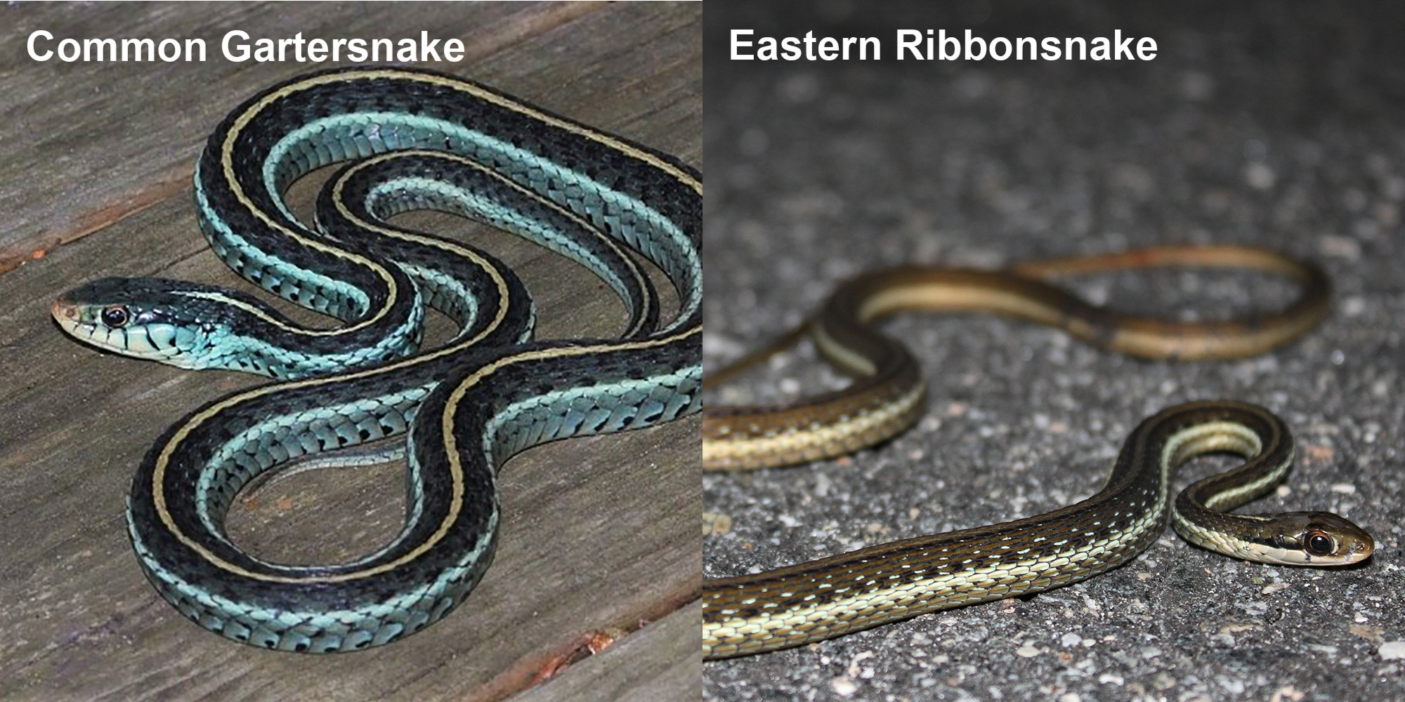 Eastern Ribbonsnake – Florida Snake ID Guide