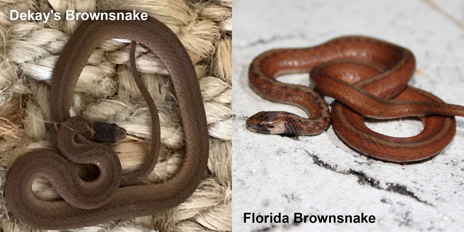 Florida Brownsnake – Florida Snake ID Guide