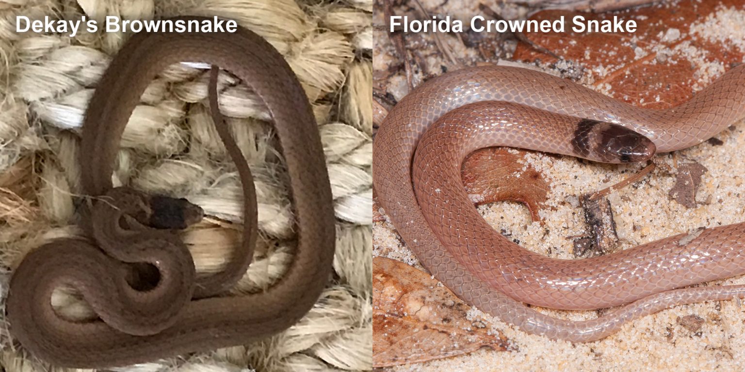 Florida Crowned Snake – Florida Snake ID Guide