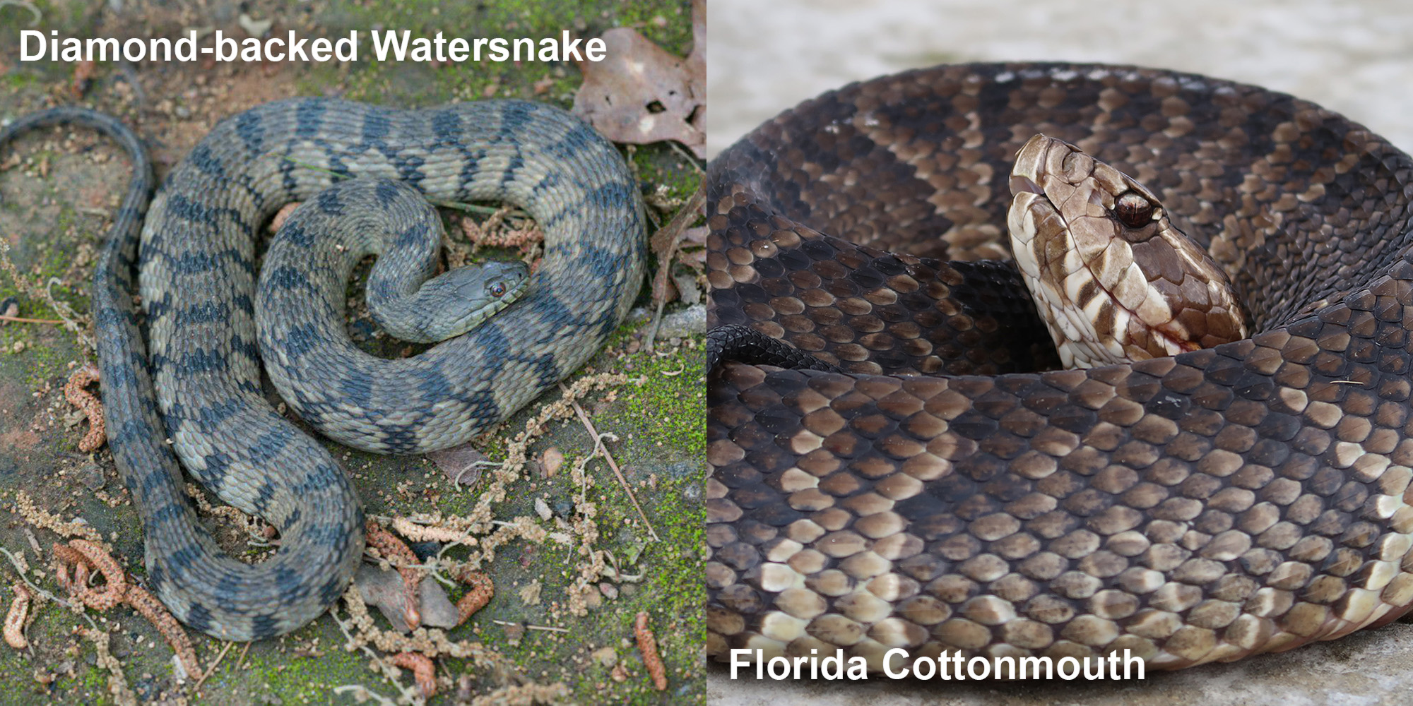 Florida Cottonmouth – Florida Snake ID Guide