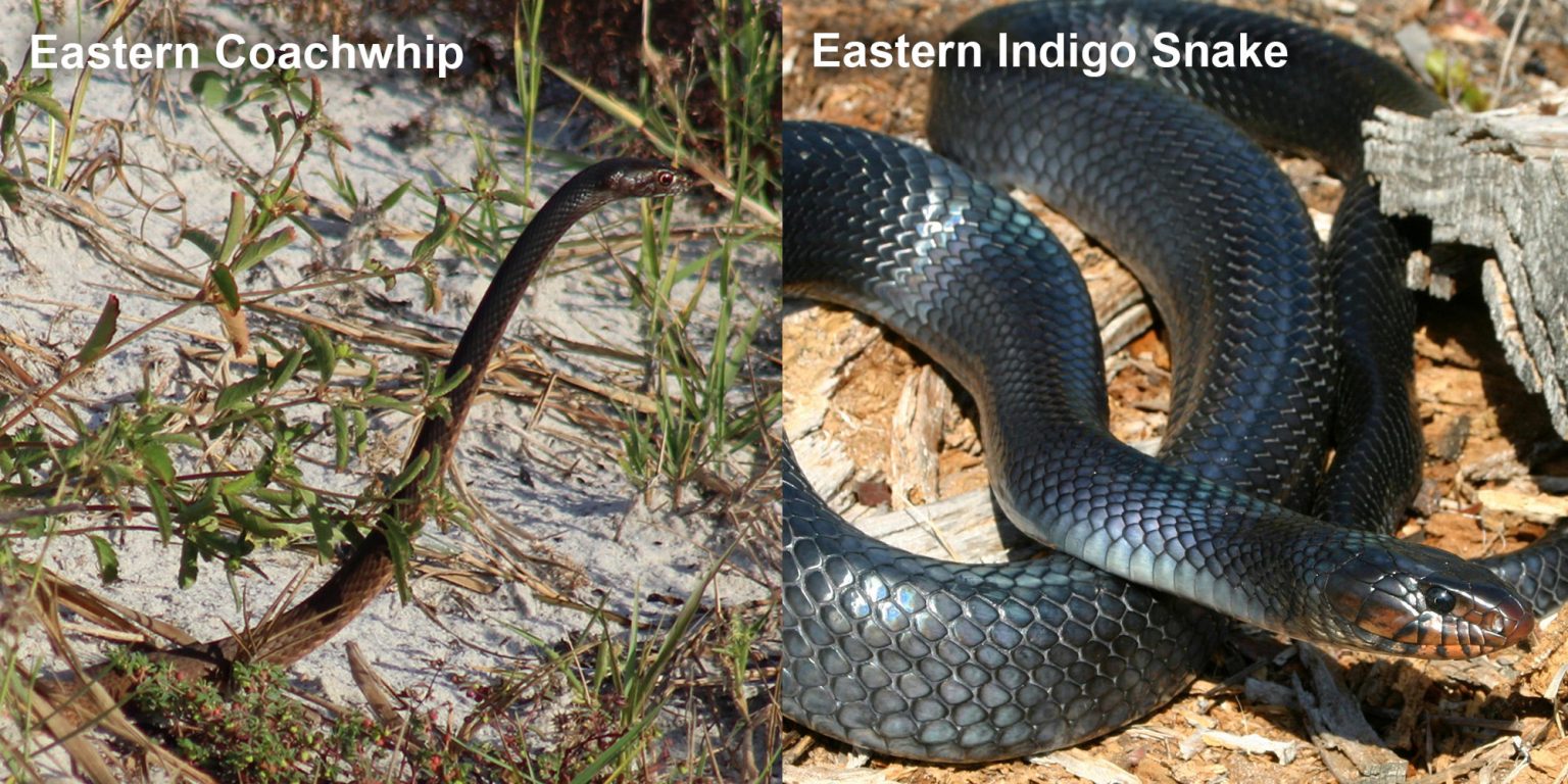 Eastern Indigo Snake – Florida Snake ID Guide